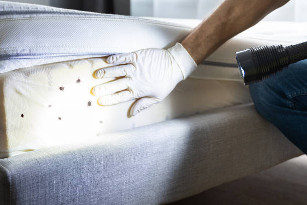 Best Cockroach Control Services  in Second Mesa, AZ