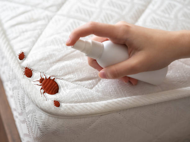 Best Flea Control Services  in Second Mesa, AZ