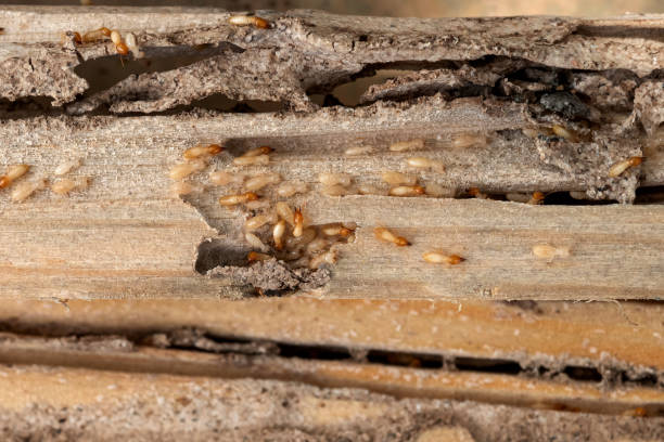 Best Ant Control Services  in Second Mesa, AZ